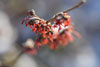 hamamelis 1