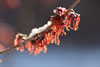 hamamelis 2