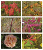 herbst