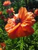 mohn 1