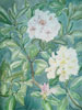 rhododendron