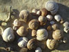 schnecken 2